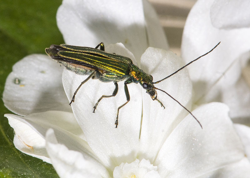 Oedemeridae:  femmina di Oedemera nobilis